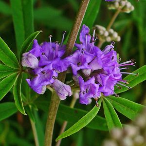 Vitex_Agnus_Castus_01.jpg